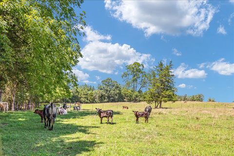 Cattle grazing in a fenced pasture near Elkwood, Culpeper County, Virginia