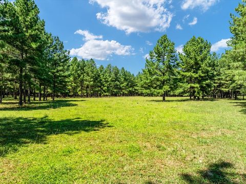 Open mowed field bordered by pine woods near Elkwood, Culpeper County, Virginia