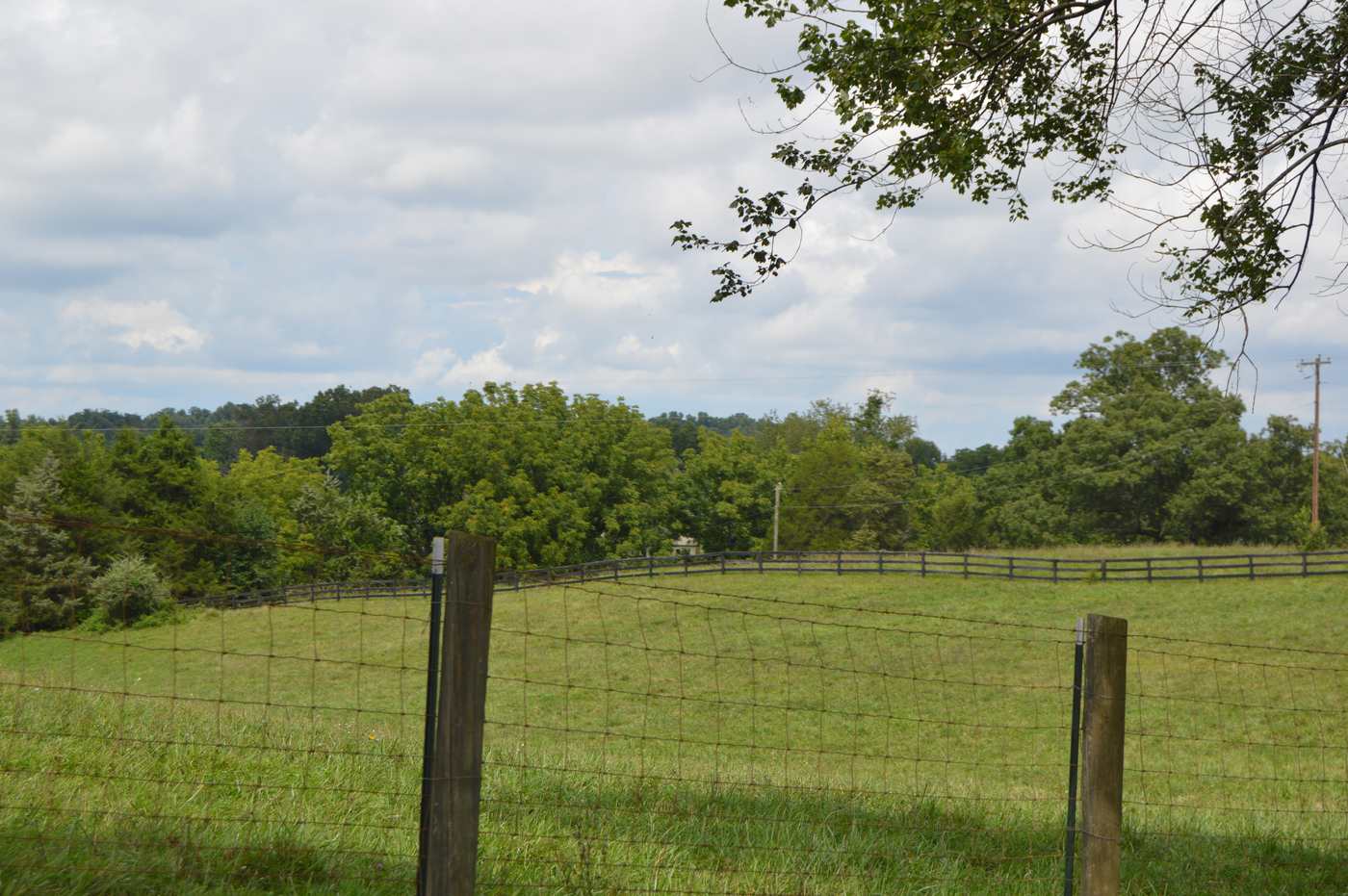 Wire fence along green pasture and tree line at Maple Springs, Culpeper County, Virginia
