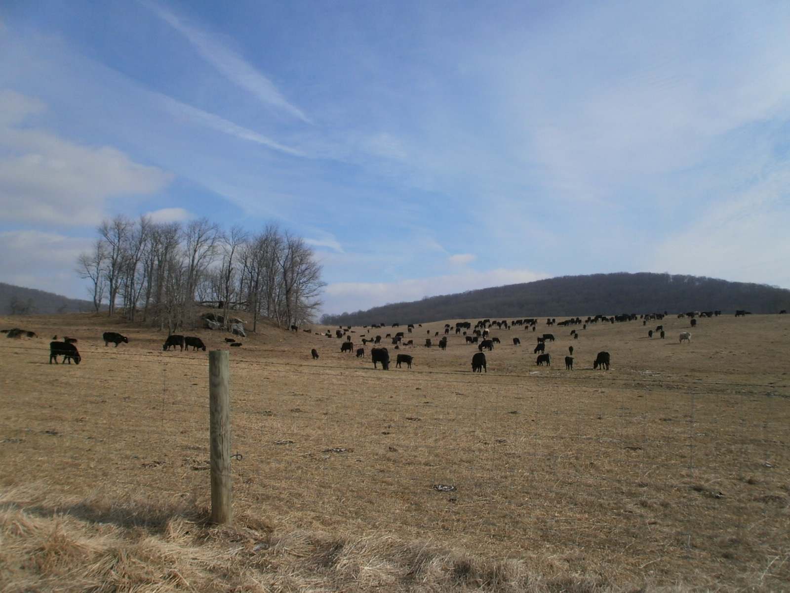A herd of cattle grazing at the base of Lost Mountain, Sky Meadows State Park, Virginia