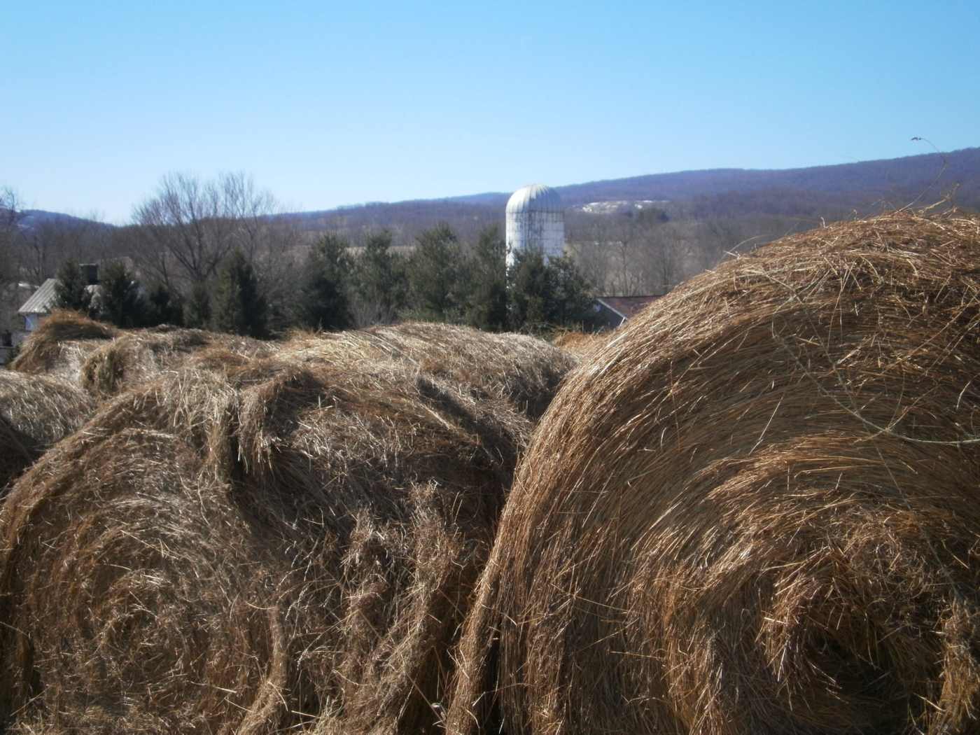 Round hay bales standing in the Lost Mountain pastures at Sky Meadows State Park, Virginia