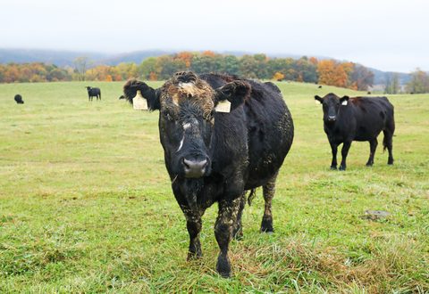 Cattle grazing open pasture in fall at Sky Meadows State Park near Delaplane, Virginia