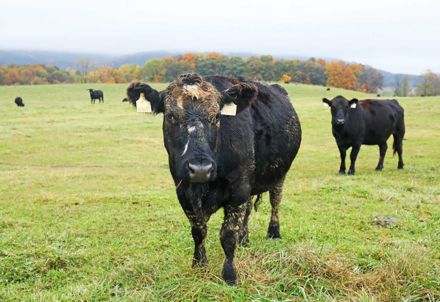 Cattle grazing open pasture in fall at Sky Meadows State Park near Delaplane, Virginia