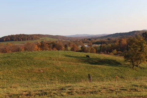 Cattle on rolling pasture with fall foliage behind the visitor center, Sky Meadows State Park