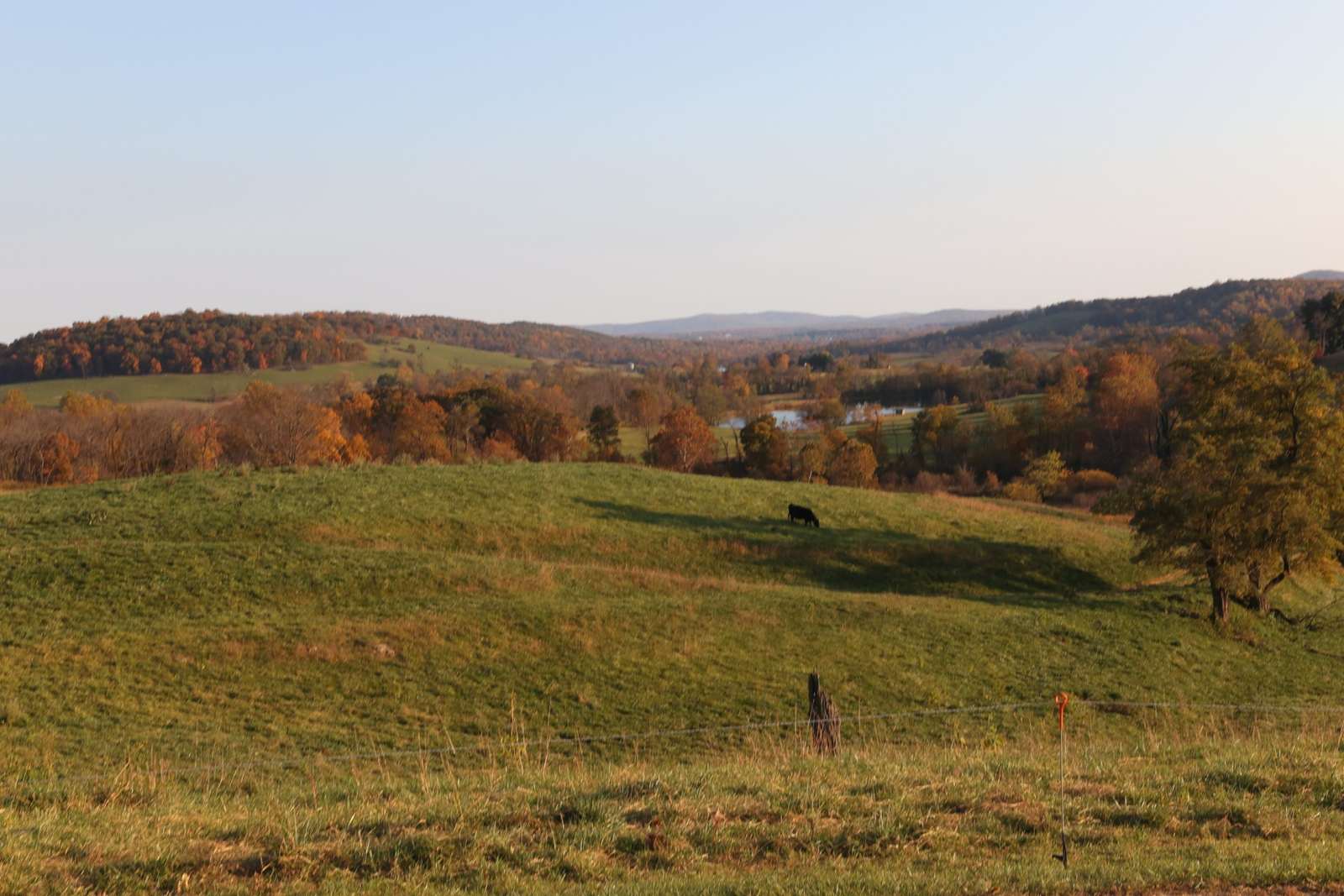 Cattle on rolling pasture with fall foliage behind the visitor center, Sky Meadows State Park