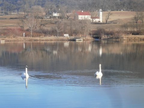 Swans on Turner Pond below farm fields and a farmstead at Sky Meadows State Park, Virginia