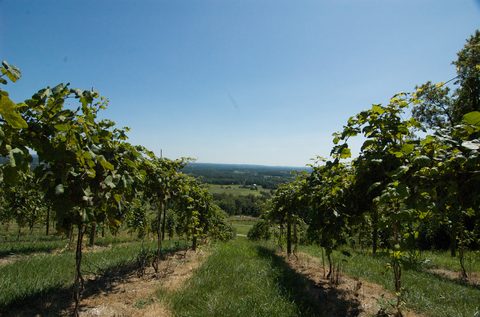 Vineyard rows on a hillside at Bluemont in Loudoun County, Virginia, looking east