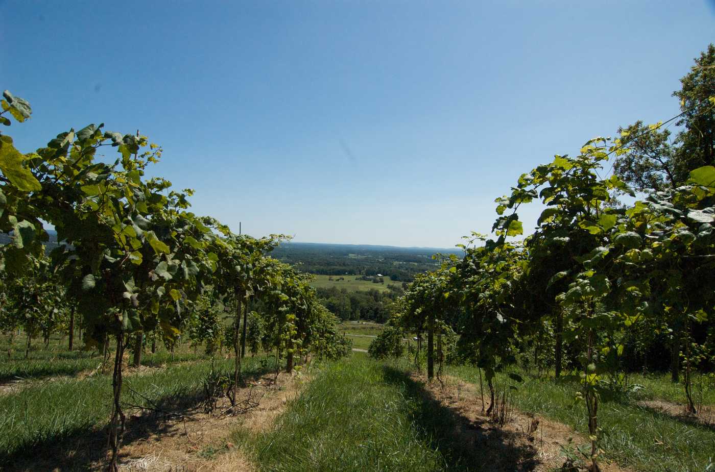 Vineyard rows on a hillside at Bluemont in Loudoun County, Virginia, looking east