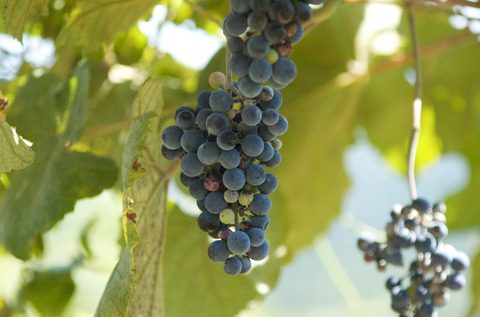 Ripe wine grapes on the vine at Bluemont in Loudoun County, Virginia