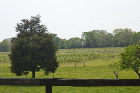 Grapevine rows running toward a distant tree line at Sunnyfields in Albemarle County, Virginia