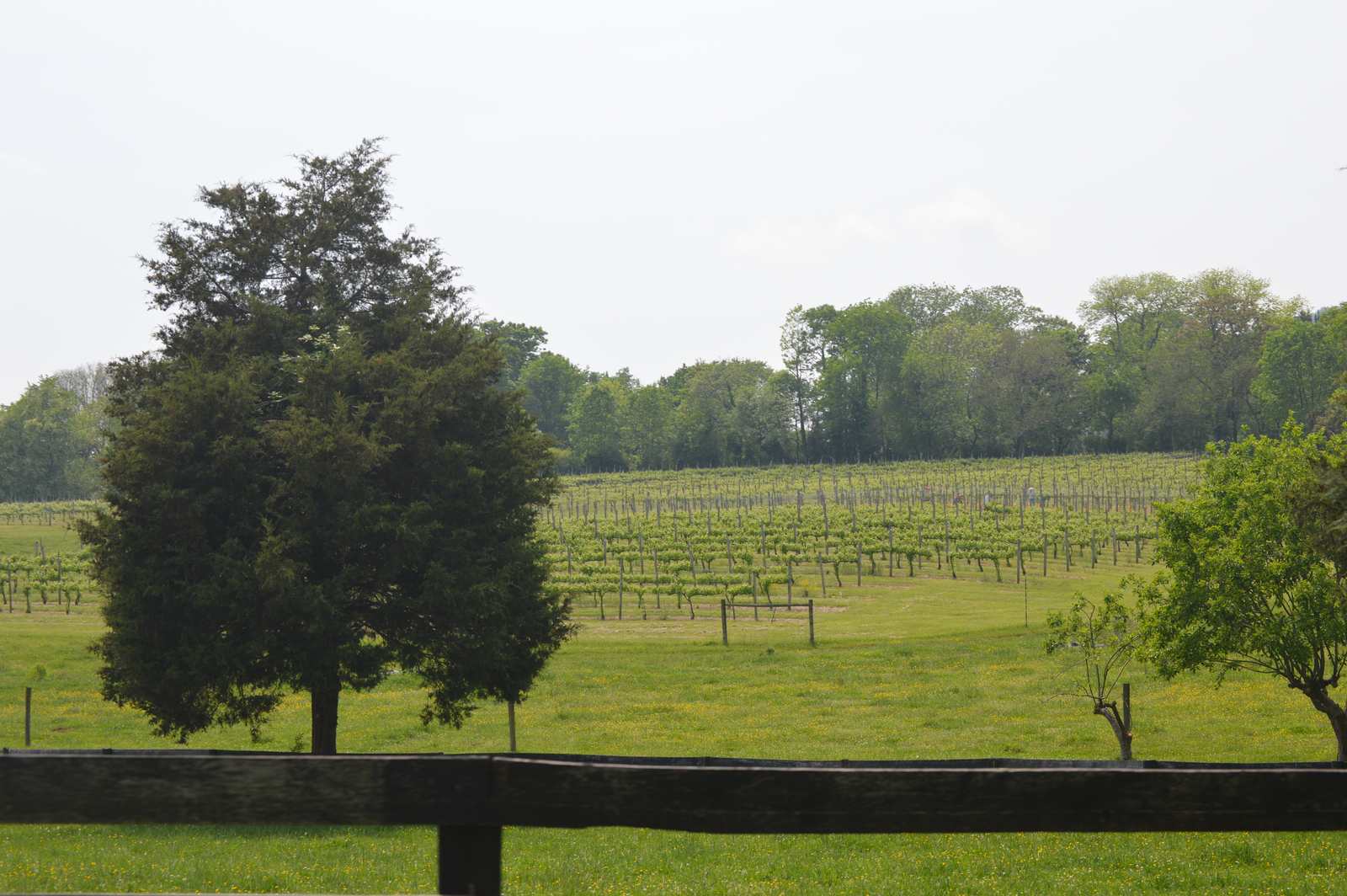 Grapevine rows running toward a distant tree line at Sunnyfields in Albemarle County, Virginia