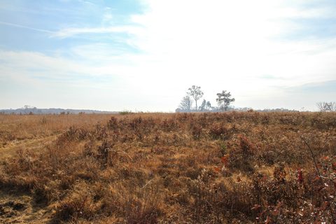 Open field of dry grass and low brush near Brawner Farm in Prince William County, Virginia