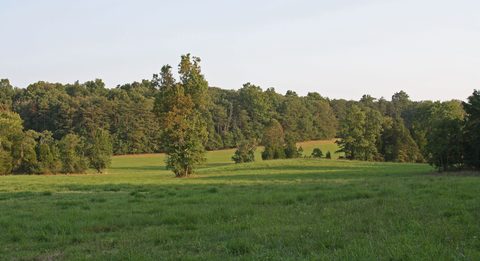 Open meadow running to a wooded tree line at Manassas National Battlefield Park, Virginia